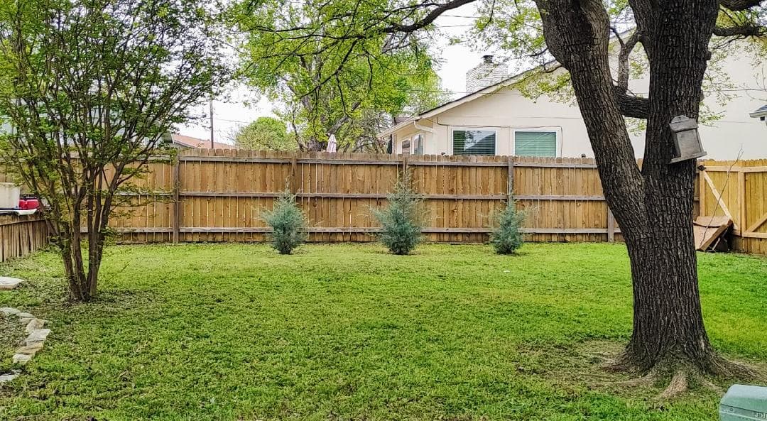 Grassy backyard with three small evergreen shrubs, a wooden privacy fence, and a large tree.
