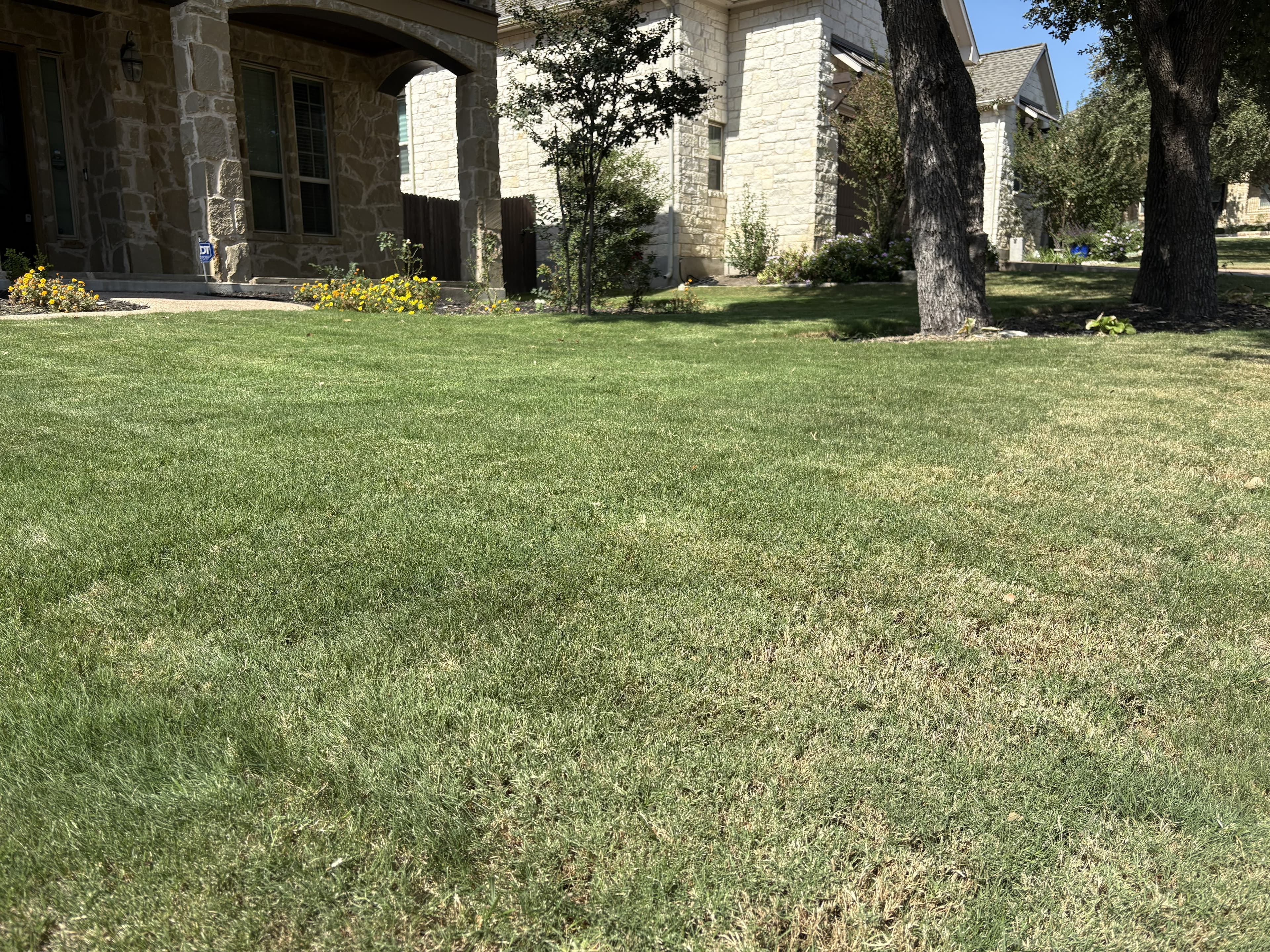 Wide green lawn in front of stone houses with trees and yellow flowers.