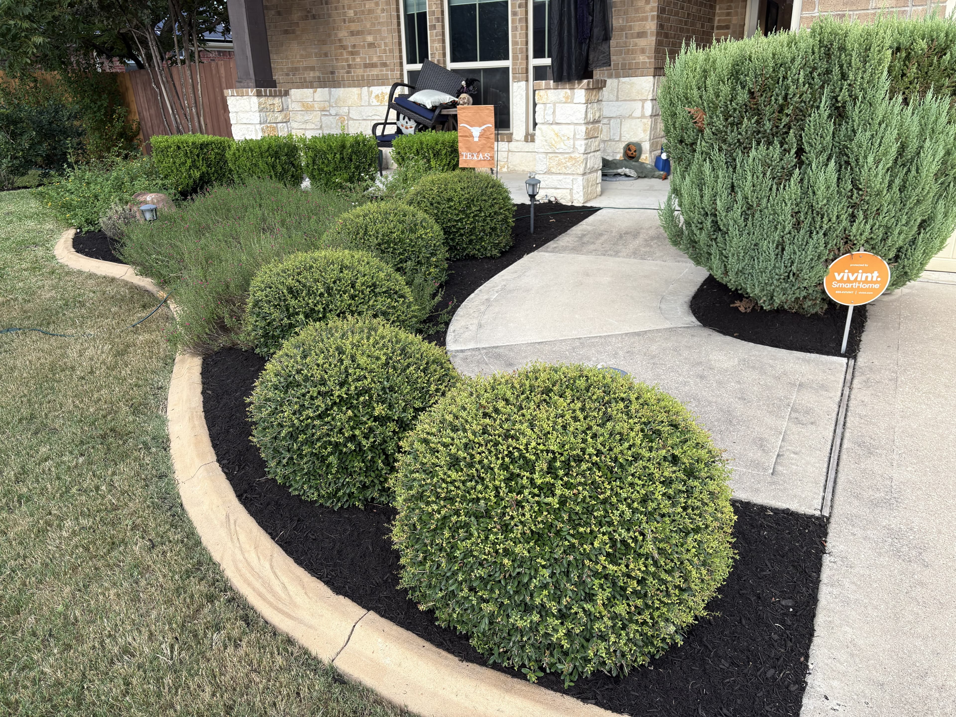 Manicured round shrubs in black mulch border a concrete walkway in a front yard.