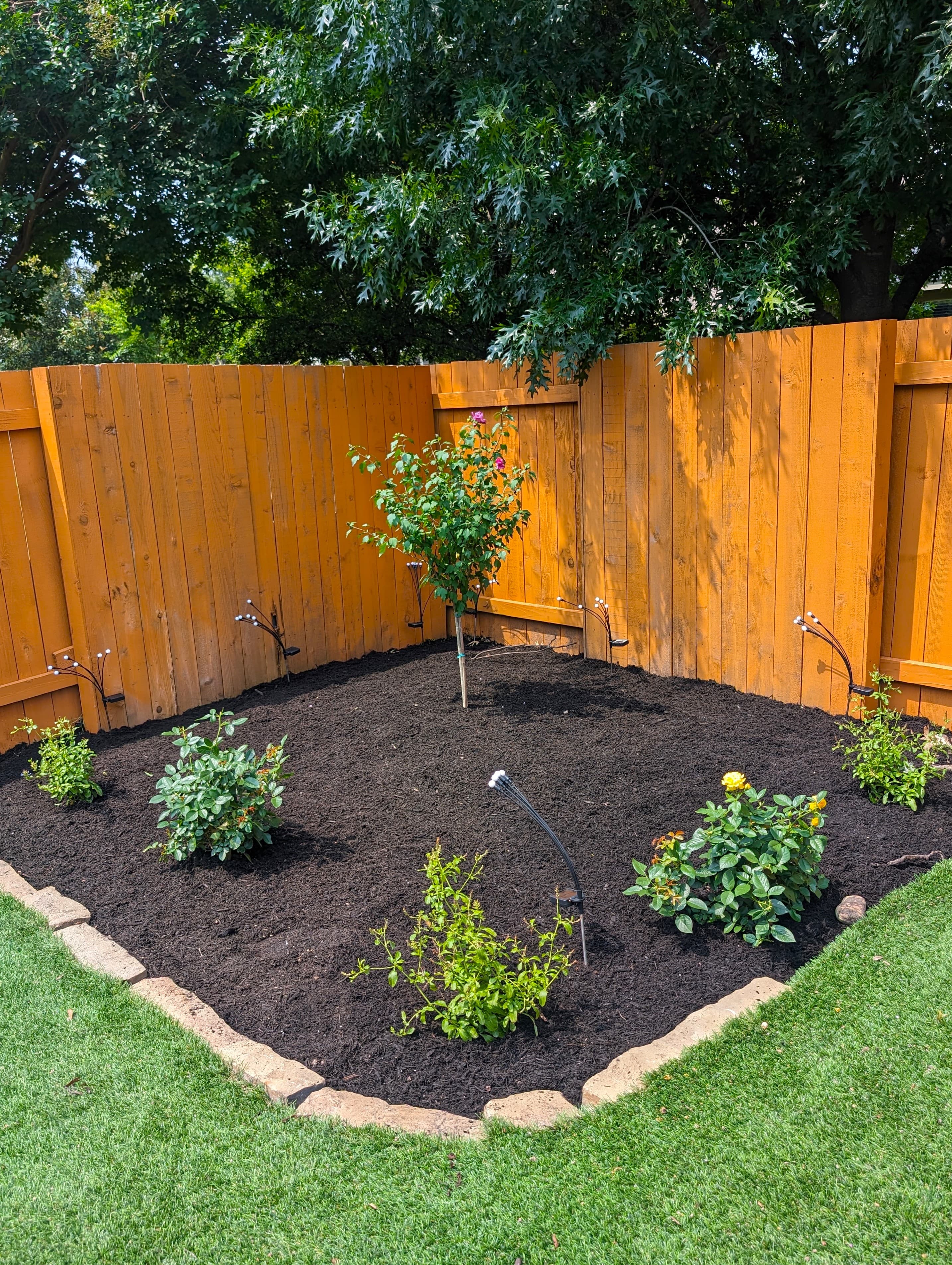 Mulched garden bed with small plants and a hibiscus tree against a bright orange fence.